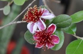 Feijoa. Mirtuszdió. Ananászguava - Különleges gyümölcstermők az Egzotikus Növények Stúdiója kínálatából